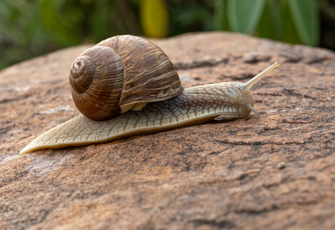 Polpa di Helix Aspersa Maxima
